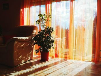 Potted plants on floor