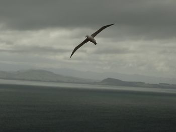 Bird flying in sky