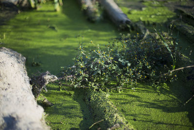 Scenic view of agricultural field