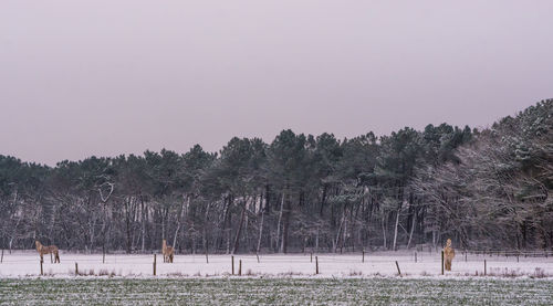 Trees on field against clear sky