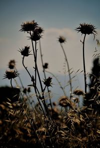 Close-up of flowers growing in field against sky