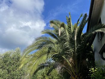 Low angle view of palm trees against sky