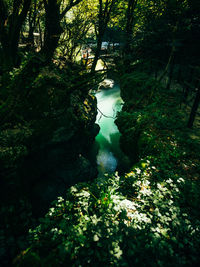 Scenic view of river amidst trees in forest