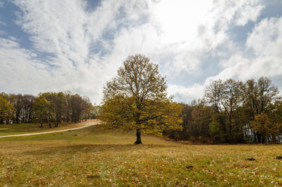 Trees on field against sky