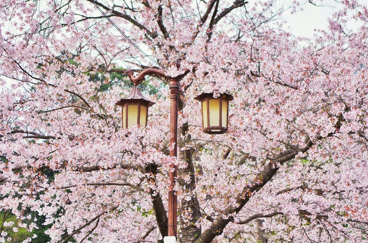 flower, tree, branch, freshness, fragility, pink color, blossom, cherry blossom, growth, cherry tree, beauty in nature, nature, springtime, low angle view, in bloom, pink, blooming, orchard, fruit tree, botany