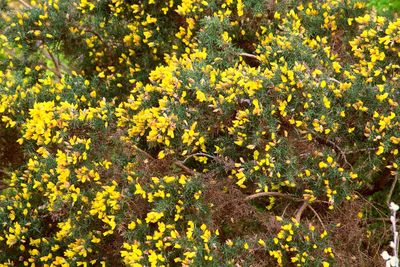 Full frame shot of yellow flowering plants