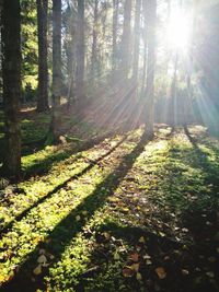 Trees in forest