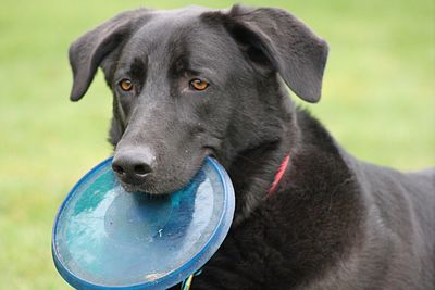 Close-up portrait of dog