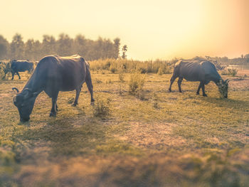 Horses grazing on field against sky