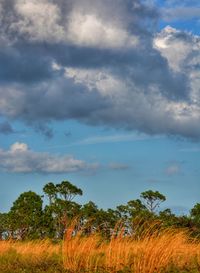 Trees in forest against sky
