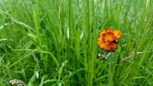 Close-up of poppy on field