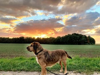 View of dog on field against sky during sunset