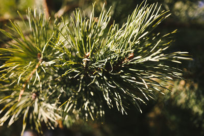 Close-up of pine tree