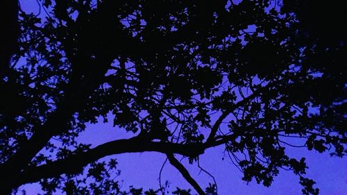 Low angle view of trees against blue sky