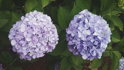 Close-up of purple flowers