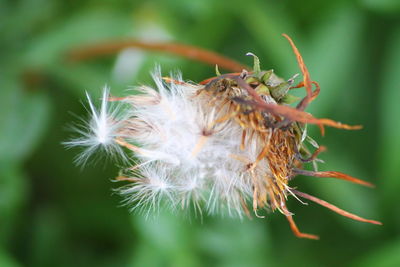 Close-up of wilted plant