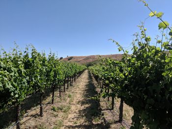 Scenic view of vineyar against blue sky