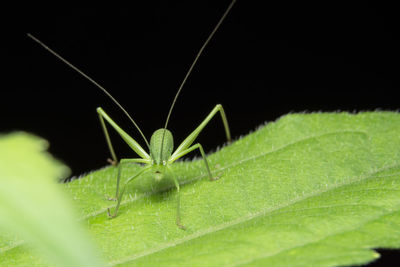 Close-up of grasshopper on leaf against black background