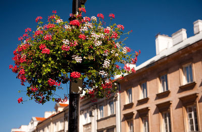 Low angle view of flower plant by building against clear sky