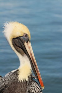 Close-up of a bird