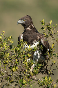 Martial eagle looking down from leafy bush