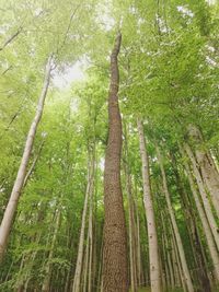 Trees in forest