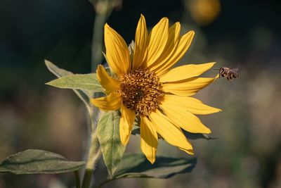 Close-up of insect on yellow flower