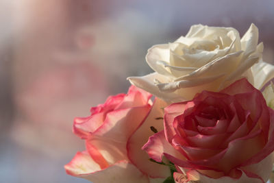 Close-up of rose bouquet