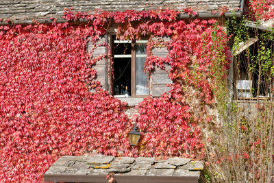 Red flowering plants against building