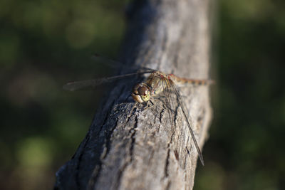 Close-up of insect on tree trunk