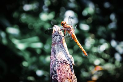 Close-up of dragonfly on tree trunk