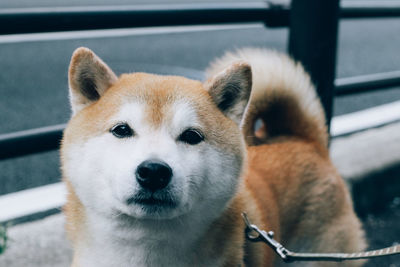 Close-up portrait of dog looking at camera