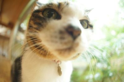 Close-up portrait of dog