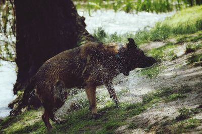 Side view of an wet dog