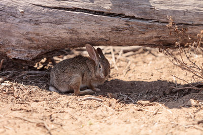 Rabbit below tree trunk on field