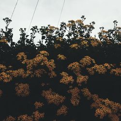 View of flowers growing on tree