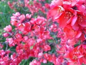 Close-up of pink flowers