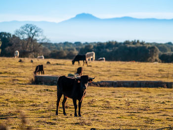 Horses in a field