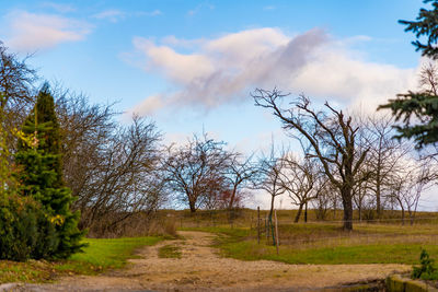 Bare trees on field against sky