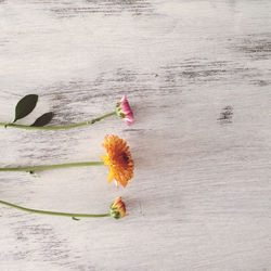 Close-up of flowers