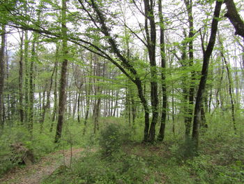 Trees in forest