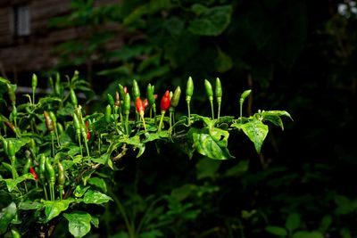 Close-up of flowering plant on field