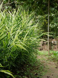 Plants growing on field