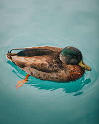 Mallard duck on blue water