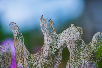 Close-up of plant against trees