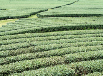 Scenic view of agricultural field