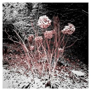 Close-up of plants during winter