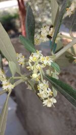 Close-up of flowers blooming outdoors