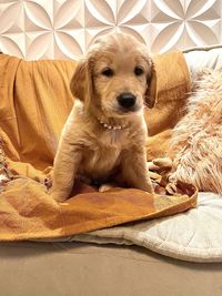 Portrait of dog relaxing on bed at home