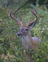 Deer in a forest